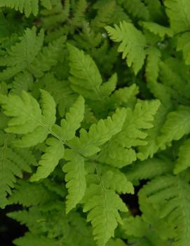 Gymnocarpium dryopteris