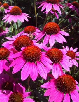 Echinacea x 'Amazing Dream' (PP23019, COPF)