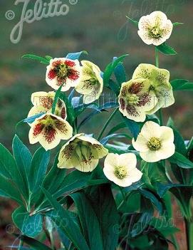 Helleborus x 'Yellow Lady'