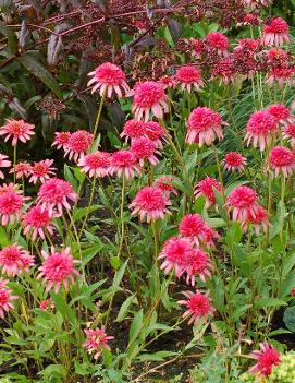 Echinacea x 'Secret Passion' (PPAF, PVR)