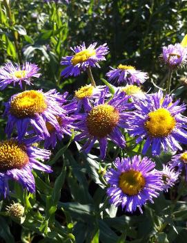 Erigeron x 'Azure Beauty'