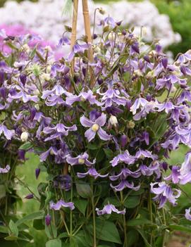 Clematis 'Stand By Me Lavender' (PPAF, CPBRAF)