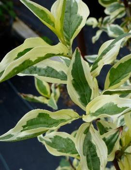 Cornus mas 'Variegata'