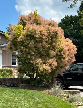 Cotinus coggygria Golden Spirit ('Ancot') (PP13082, COPF)