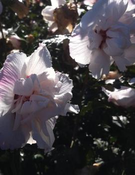 Hibiscus syriacus 'Morning Star'