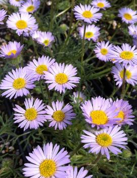 Erigeron compositus var. discoideus