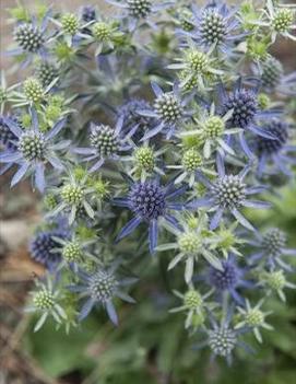 Eryngium planum 'Blue Hobbit'