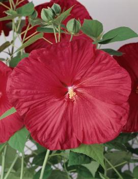 Hibiscus moscheutos Luna™ Red ('Bailhibred') (PP16155)