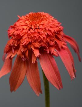 Echinacea x Double Scoop™ Mandarin ('Balscandin') (PPAF)