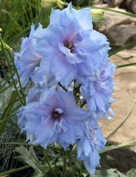 Delphinium elatum 'Blue Lace'