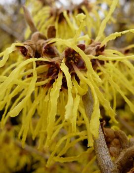 Hamamelis x intermedia 'Pallida'