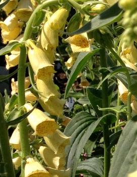 Digitalis grandiflora