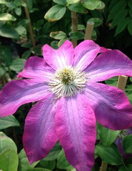 Clematis 'Star of India'