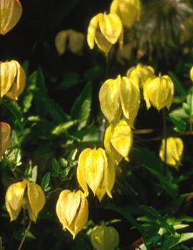 Clematis tangutica