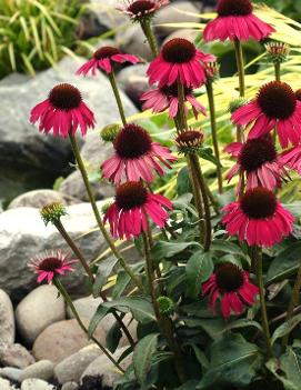 Echinacea x 'Raspberry Tart' (PP18933, COPF)