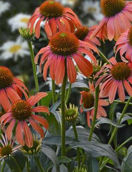 Echinacea x 'Julia' (PP24629)