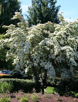 Cornus kousa 'Milky Way'