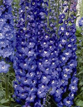 Delphinium elatum 'Royal Aspirations'