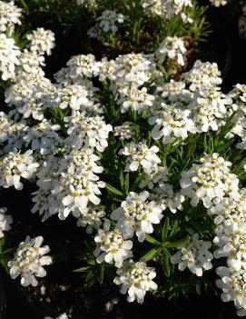 Iberis sempervirens 'Little Gem'