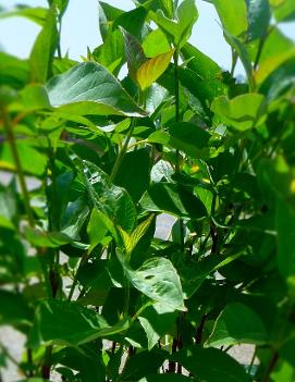 Cornus sericea