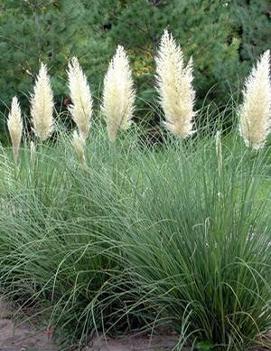 Cortaderia selloana Ivory Feathers® ('Pumila')