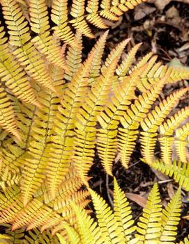 Dryopteris erythrosora 'Brilliance'