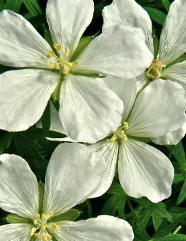 Geranium sanguineum 'Album'