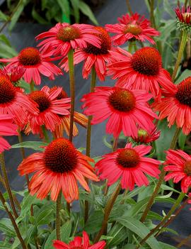 Echinacea x 'Kismet Red'