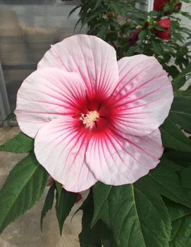 Hibiscus x 'Moonshadow™ Rosita'