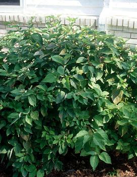 Cornus amomum