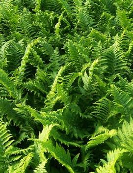 Dryopteris affinis The King ('Cristata')