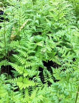 Dryopteris spinulosa