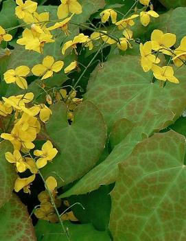 Epimedium x perralchicum 'Frohnleiten'