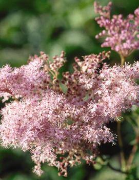 Filipendula rubra 'Venusta'