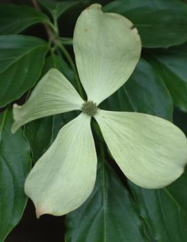 Cornus x Constellation® ('Rutcan') (PP7210)