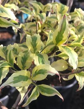 Cornus kousa 'Summer Fun'