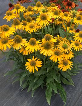 Echinacea x 'Kismet Yellow'