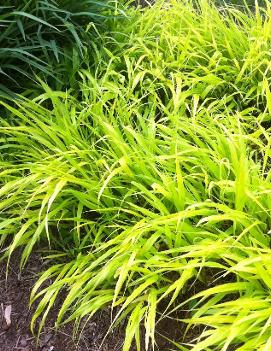 Hakonechloa macra 'All Gold'