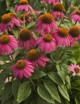 Echinacea purpurea PowWow® Wild Berry ('Pas702917')