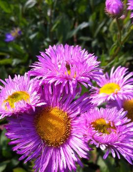 Erigeron x Pink Jewel ('Rosa Juwel')