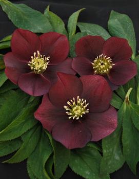 Helleborus x 'Red Racer'