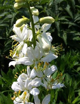 Dictamnus albus 'Albiflorus'