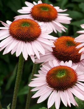 Echinacea x 'Hope' (PP17194, COPF)