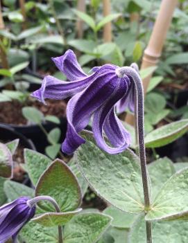 Clematis integrifolia