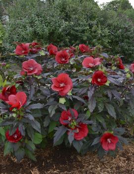 Hibiscus x 'Midnight Marvel' (PP24079)