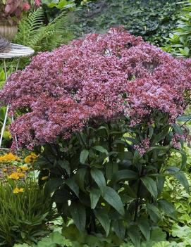 Eupatorium dubium 'Baby Joe' (PP20320, CPBR4612)