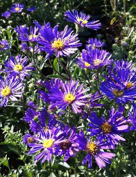 Aster laevis Blue Autumn ('Oudshoom 1') (PP17400)