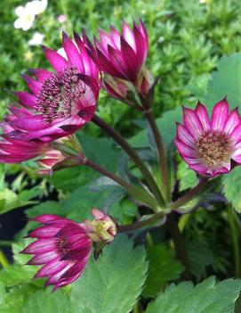 Astrantia major 'Ruby Wedding'