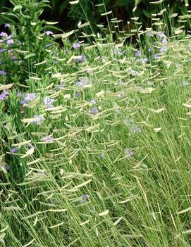 Bouteloua gracilis 'Blonde Ambition' (PP22048)