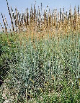 Sorghastrum nutans 'Indian Steel'